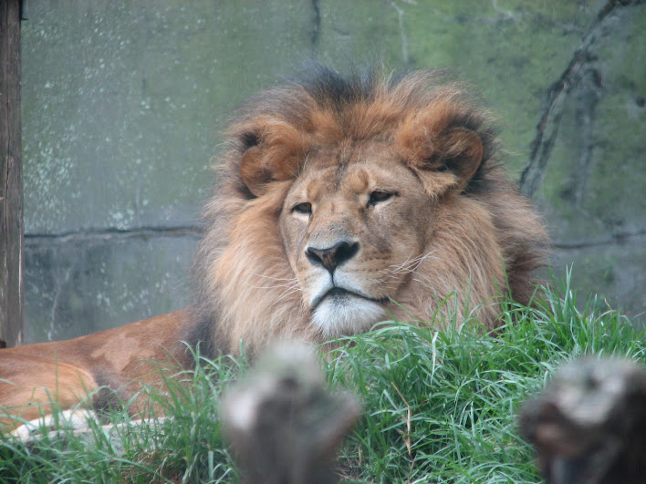Taronga 2012 - African Lion