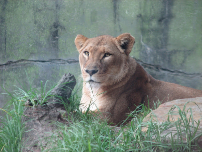 Taronga 2012 - African Lion
