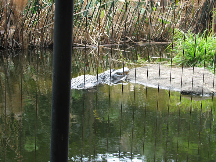 Taronga 2012 - American Alligator