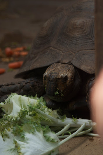 Taronga 2012 - Asian Brown Tortoise(?) in the old Education Centre