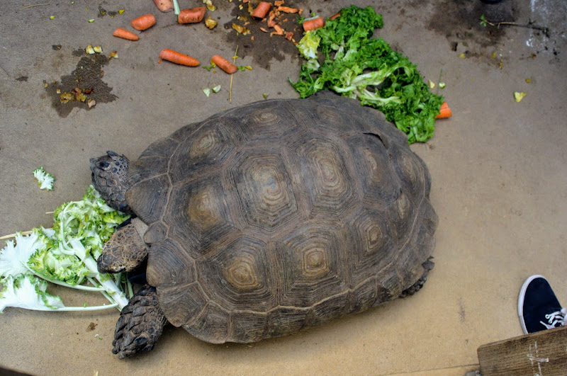 Taronga 2012 - Asian Brown Tortoise? - Old Education Centre
