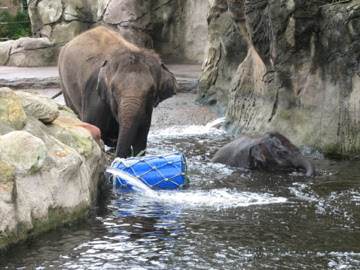 Taronga 2012 - Asian Elephants