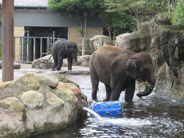 Taronga 2012 - Asian Elephants