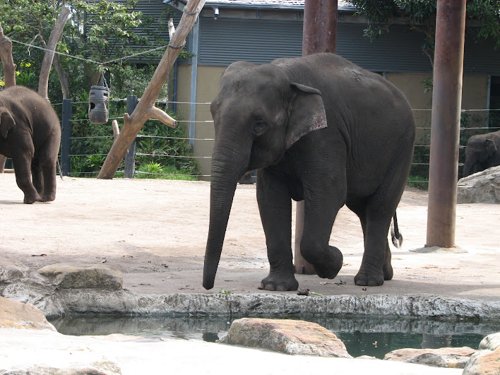 Taronga 2012 - Asiatic Elephant