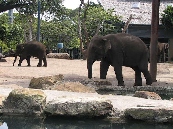 Taronga 2012 - Asiatic Elephants
