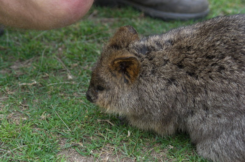 Taronga 2012 - Autumn the Quokka in the old Education Centre