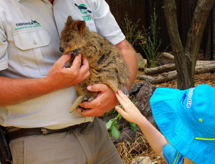Taronga 2012 - Autumn the Quokka - Old Education Centre