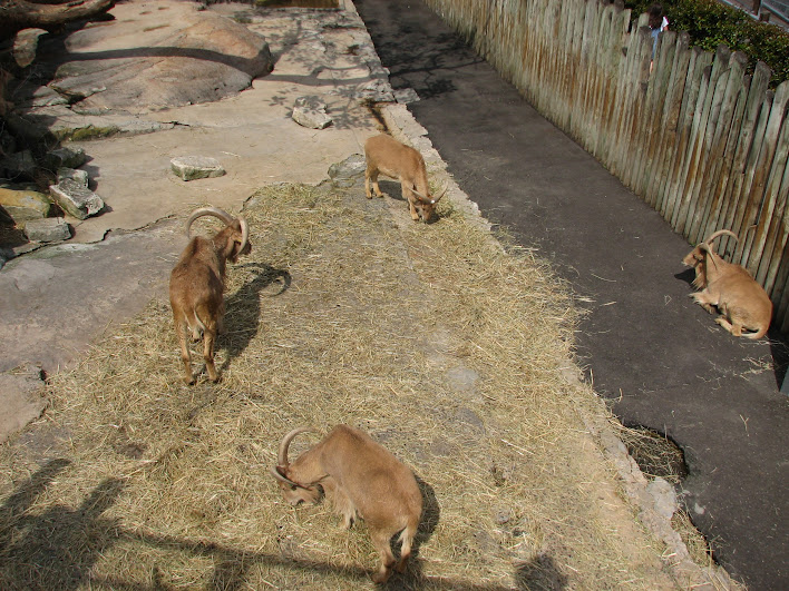 Taronga 2012 - Barbary Sheep