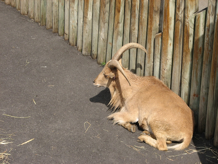 Taronga 2012 - Barbary Sheep