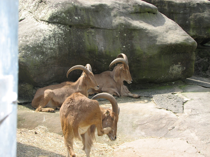 Taronga 2012 - Barbary Sheep