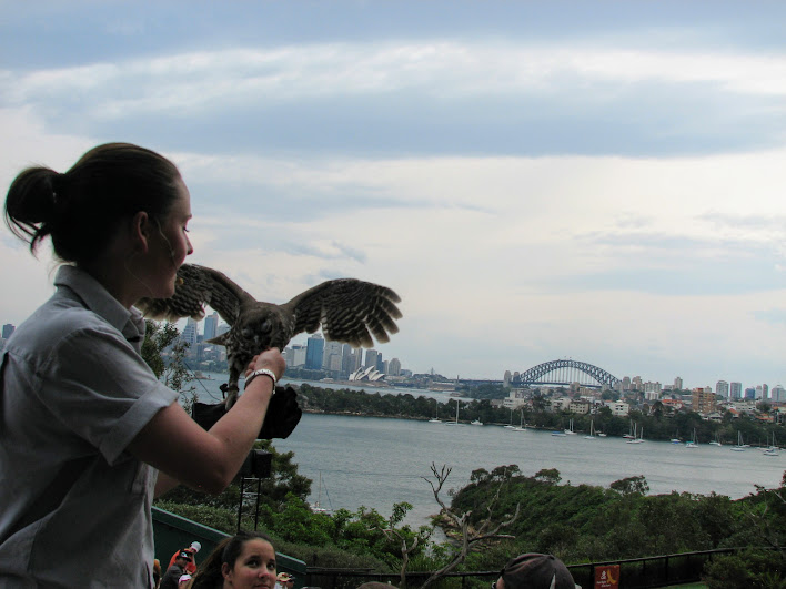 Taronga 2012 - Bird Show - Barking Owl