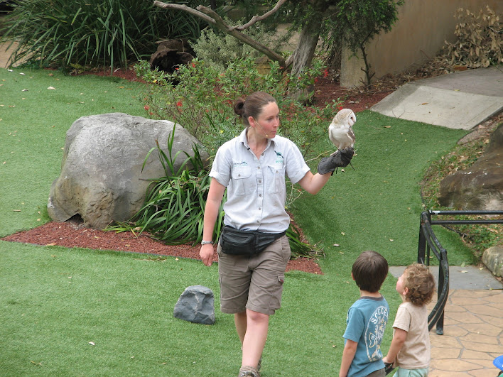 Taronga 2012 - Bird Show - Eastern Barn Owl