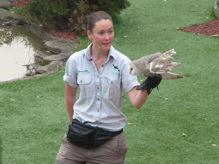 Taronga 2012 - Bird Show - Eastern Barn Owl