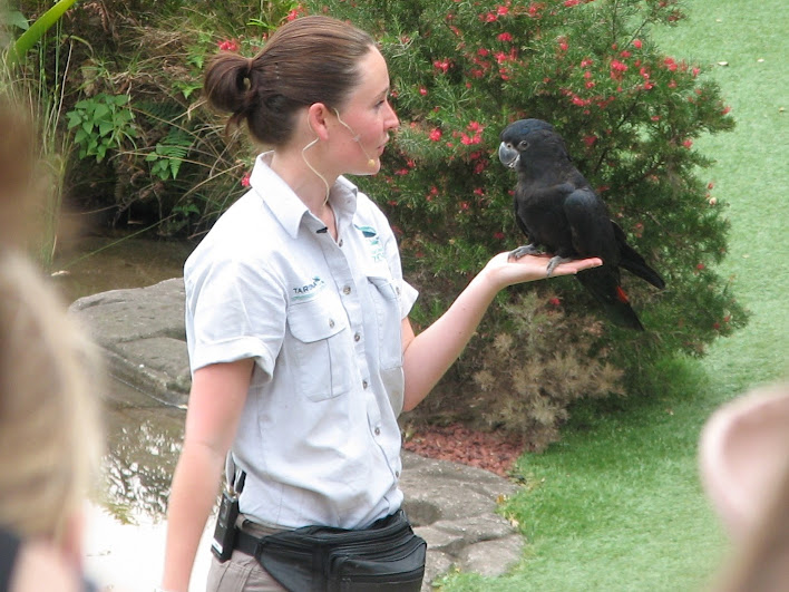 Taronga 2012 - Bird Show - Red-tailed Black Cockatoo