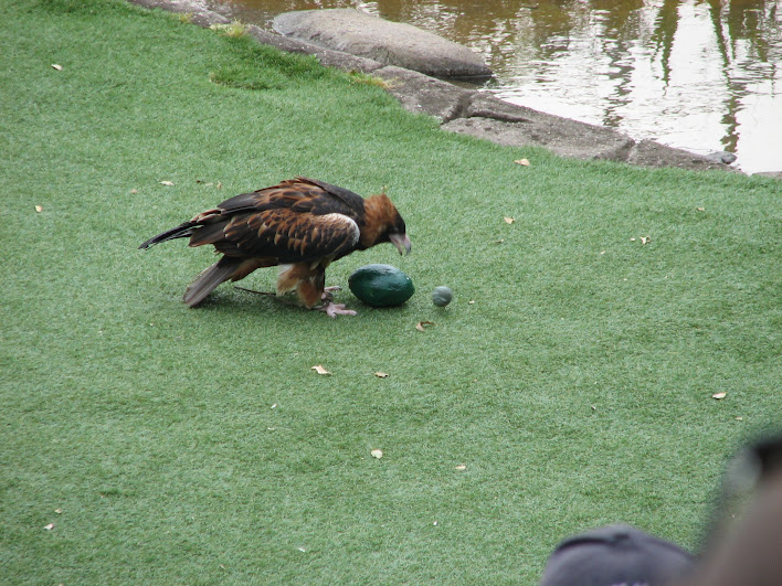 Taronga 2012 - Bird Show - Slammer the Black-breasted Buzzard