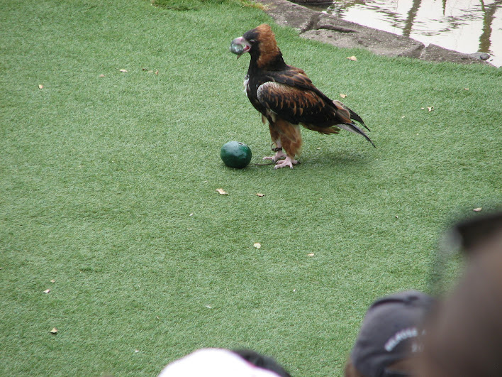 Taronga 2012 - Bird Show - Slammer the Black-breasted Buzzard