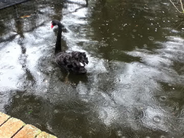 Taronga 2012 - Black Swan on the old Wetland Birds lake