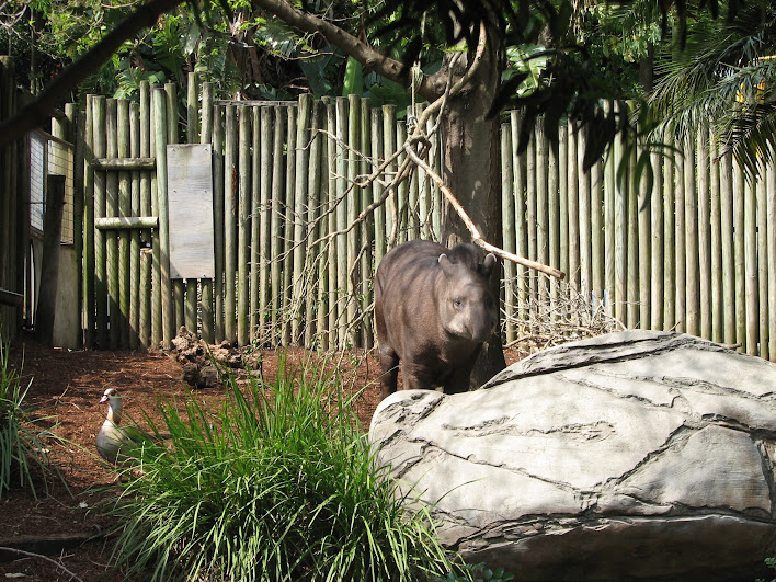 Taronga 2012 - Brazilian Tapir and Egyptian Goose