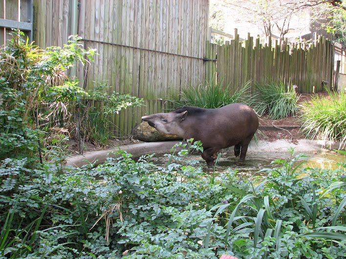 Taronga 2012 - Brazilian Tapir