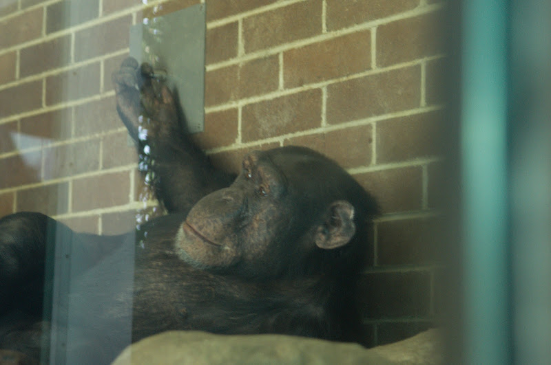 Taronga 2012 - Chimpanzee