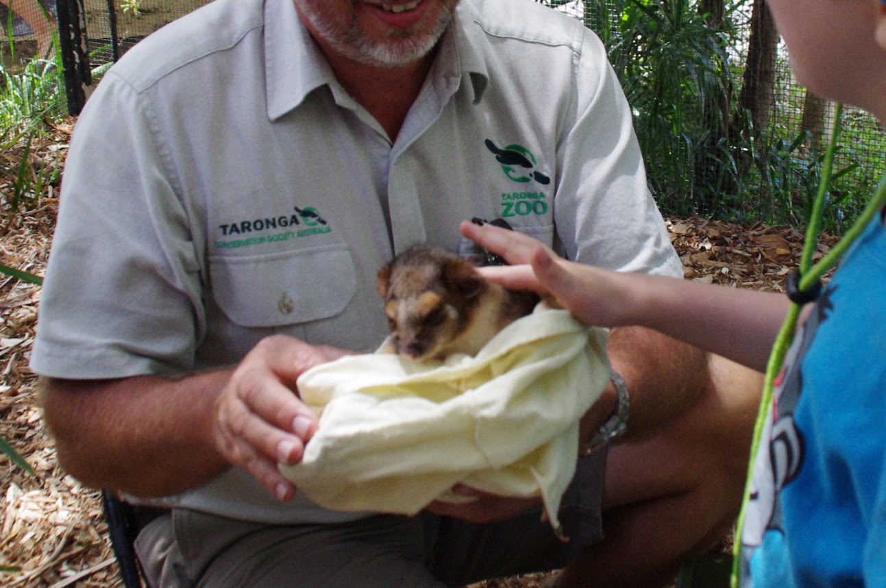 Taronga 2012 - Common Ringtail Possum - Old Education Centre