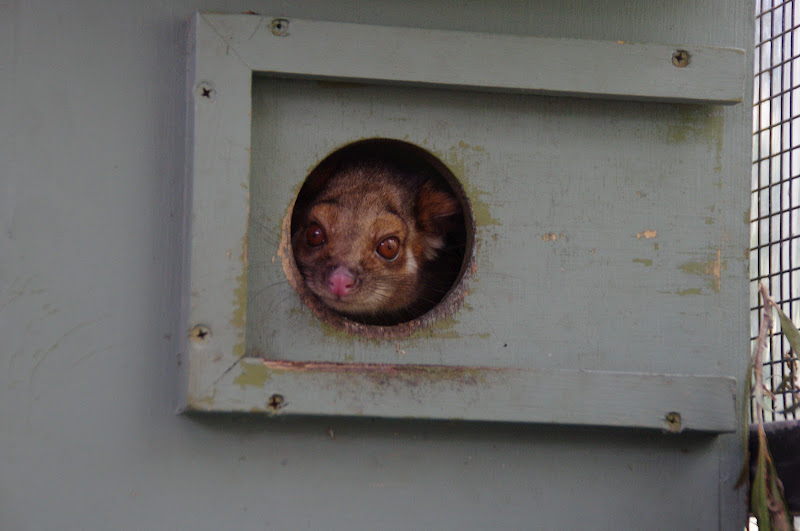 Taronga 2012 - Common Ringtail Possum - Old Education Centre