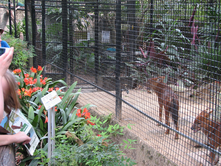 Taronga 2012 - Dhole exhibit