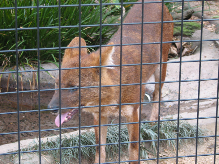 Taronga 2012 - Dhole