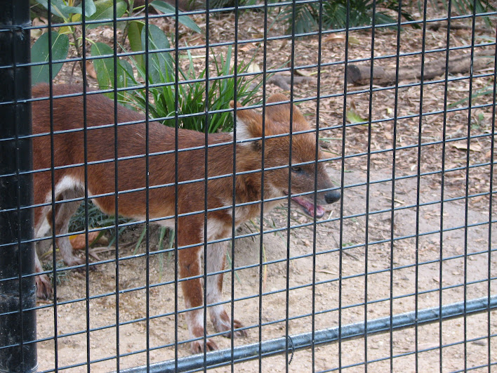 Taronga 2012 - Dhole