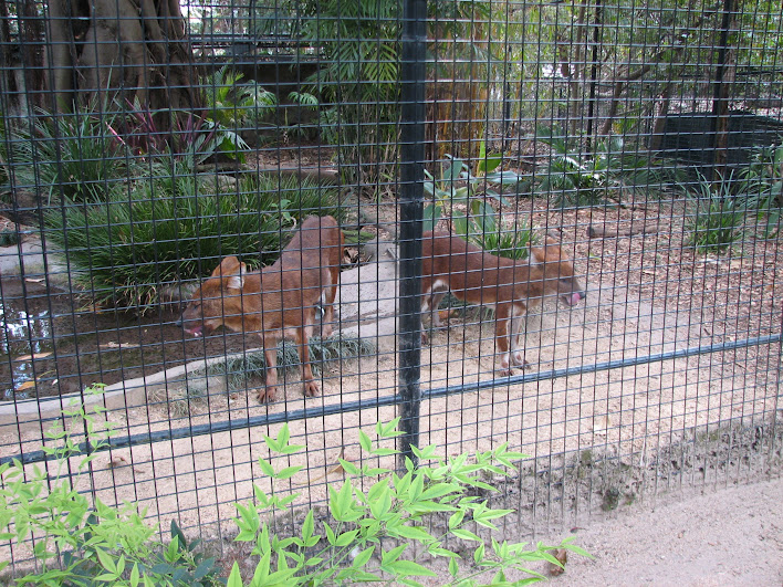 Taronga 2012 - Dholes