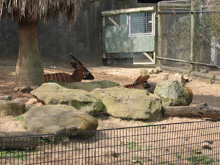 Taronga 2012 - Eastern Bongo