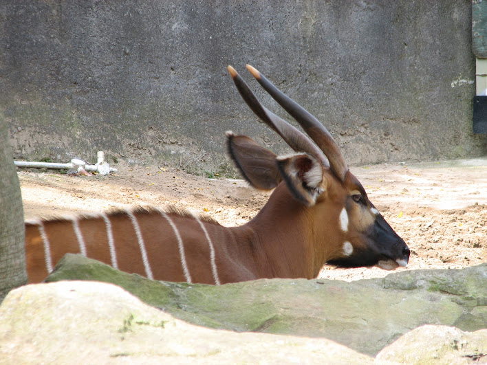 Taronga 2012 - Eastern Bongo