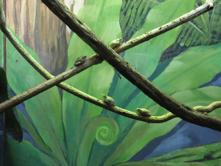 Taronga 2012 - Eastern Dwarf Tree Frogs - Reptile World