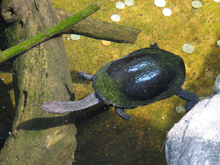 Taronga 2012 - Eastern Snake-necked Turtle - Reptile World