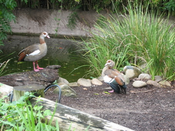 Taronga 2012 - Egyptian Geese