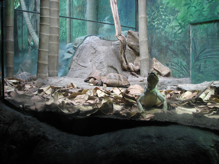 Taronga 2012 - Elongated Tortoises and Philippine Sailfin Lizard - Reptile World