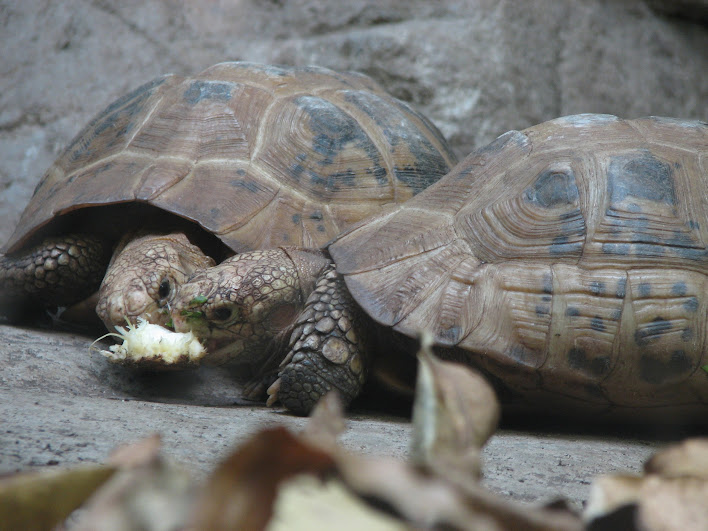Taronga 2012 - Elongated Tortoises - Reptile World