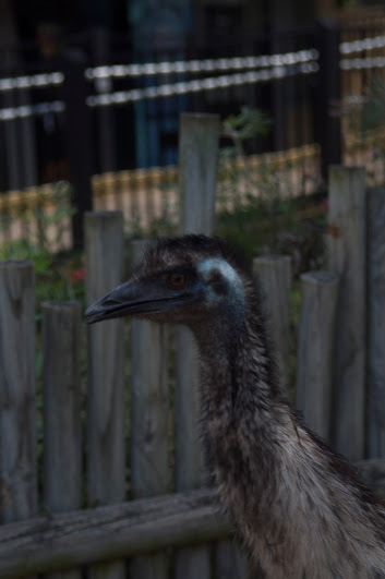 Taronga 2012 - Emu in the Old Education Centre