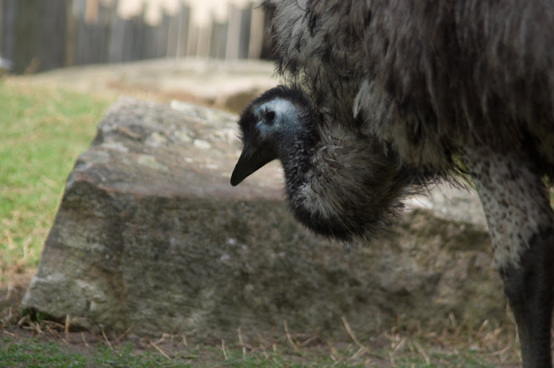 Taronga 2012 - Emu in the Old Education Centre