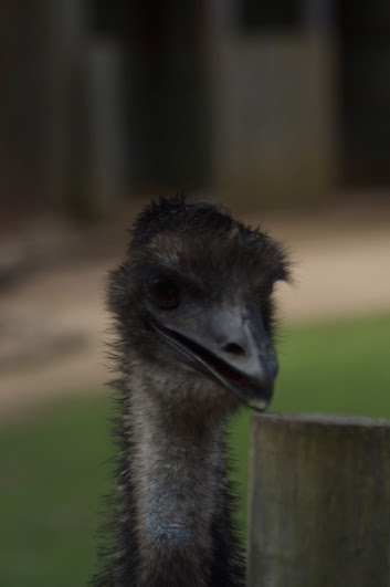 Taronga 2012 - Emu in the Old Education Centre