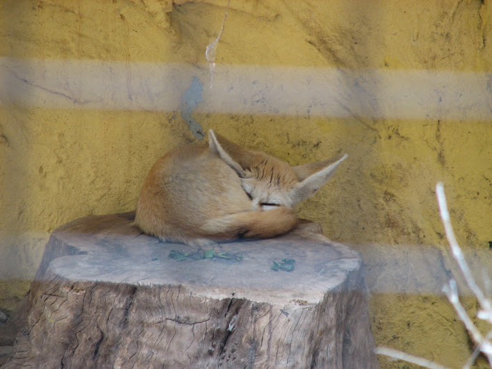 Taronga 2012 - Fennec Fox