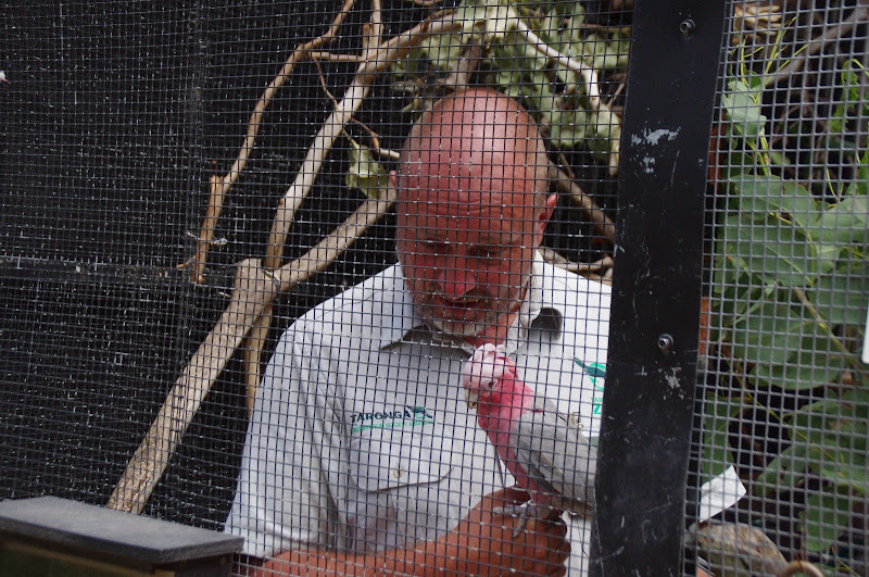 Taronga 2012 - Galah - Old Education Centre