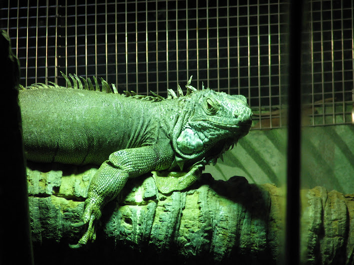 Taronga 2012 - Green Iguana - Reptile World