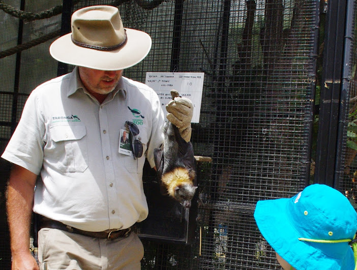 Taronga 2012 - Grey-headed Flying Fox - Old Education Centre