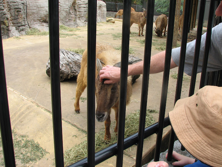 Taronga 2012 - Guest patting a Himalayan Tahr