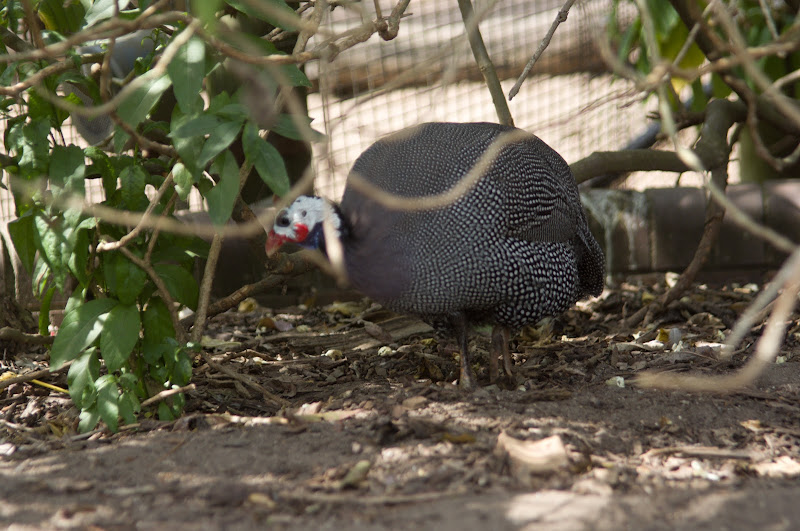 Taronga 2012 - Helmeted Guineafowl