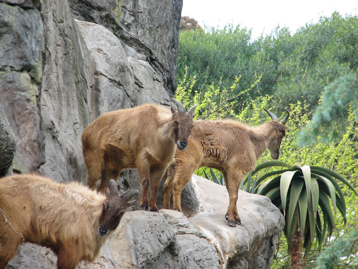Taronga 2012 - Himalayan Tahr