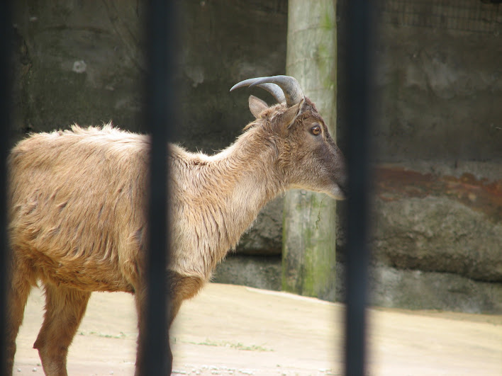 Taronga 2012 - Himalayan Tahr