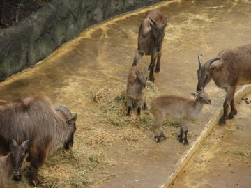Taronga 2012 - Himalayan Tahr