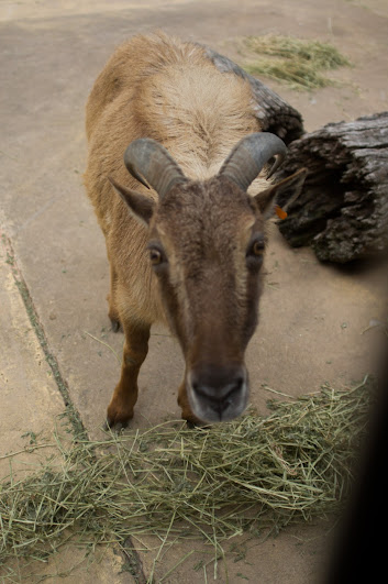 Taronga 2012 - Himalayan Tahr
